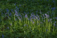 Hyacinthoides non-scripta flowering in a woodland garden in Spring - April