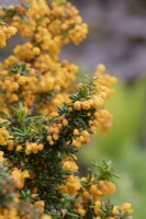 Berberis x stenophylla 'Corallina Compacta' - Golden barberry