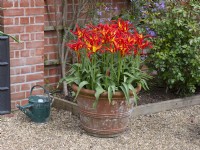 Tulipa 'Go Go Red' Tulip Lily-flowered Group  April  Spring