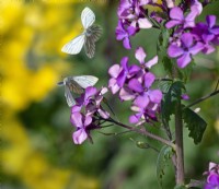 Green veined white butterfly - Pieris napi  April Spring   feeding on Lunaria annua  Honesty