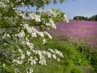 Hawthorn hedge Crataegus laciniata and a field of planted Red Campion Silene dioica 