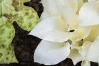 Hosta 'White Feather' - Plantain lily