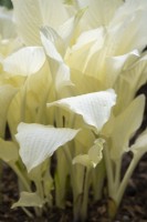 Hosta 'White Feather' - Plantain lily