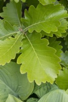 Quercus dentata 'Carl Ferris Miller' - Daimyo Oak tree foliage