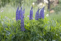 Lupinus polyphyllus in the meadow
