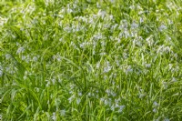 Allium triquetrum flowering in Spring - April