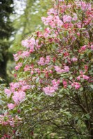 Rhododendron 'Penjerrick Pink' in April