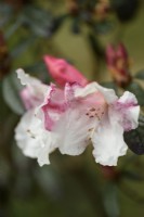 Rhododendron 'Actress' in April