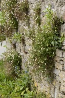 Erigeron karvinskianus growing in a stone wall in April
