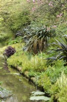 Dark purple phormium amongst ferns and variegated iris at Docton Mill in April