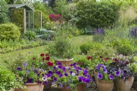 Group of containers on a patio planted with colourful seasonal bedding plants including  petunias, nemesias, verbena and heuchera. Small timber summerhouse in garden beyond. June.