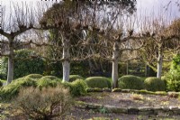 Pleached lime trees above clipped box bushes at Ivy Croft in January
