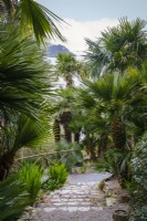 Trachycarpus and Chamaerops palm trees growing alongside steps through tropican style garden, view of St Mawes Harbour