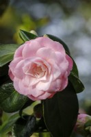 Camellia 'Berenice Perfection'