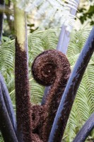 Cyathea medullaris - Black Tree Fern
