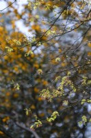 Emerging Japanese maple foliage, Acer palmatum