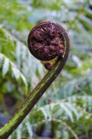Dicksonia antartica, Tree Fern frond unfurling