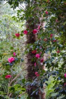 Pink Camellia in woodland semi tropical garden