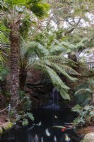 Trachycarpus fortunei and Tree fern Dicksonia antartica around a still Koi Carp pond