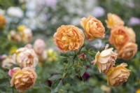 Rosa 'Lady of Shalott' English Shrub Rose - David Austin Roses