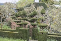 Chess piece style topiary in Yew with Yew hedges. April. Spring. 