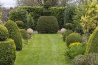 Grass avenue leading to topiary Yew with topiary yew either side. April. Spring.