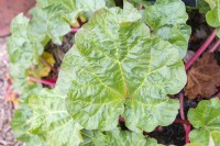 Rheum x hybridum 'Stockbridge emerald' rhubarb