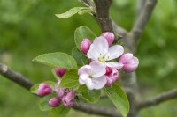 Malus domestica 'Grandpa Buxton' apple blossom