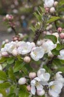 Malus Domestica 'Discovery' apple blossom