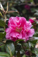 Camellia x Williamsii 'Anticipation'