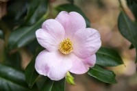 Camellia x Williamsii x camillia japonica x saunensis 'J.C. Williams'