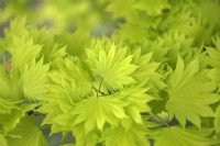 Acer shirasawanum 'Aureum' Japanese Maple