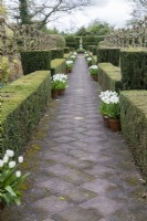 Paved avenue leading to the Elizabeth I and II crowned column, lined with terracotta pots planted with Tulipa 'Virgin Queen' and contained by hedges of clipped Yew. April. Spring. 