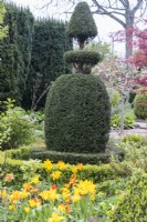 Chess piece style topiary in Yew. April. Spring.