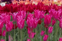 Tulipa 'Pretty Love' -  Lily Flowered Tulip