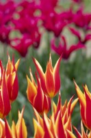Tulipa 'Aladdin' - Lily Flowerd Tulip
