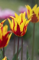 Tulipa 'Firework' - Lily Flowered Tulip