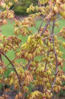 Acer palmatum 'Summer gold' Japanese Maple