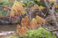 Acer palmatum 'Aconitifolium' Japanese Maple