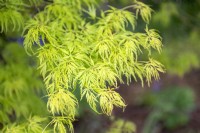 Acer palmatum var dissectum 'Seiryu' Japanese Maple