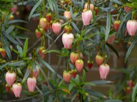 Crinodendron hookerianum 'Ada Hoffmann' 
