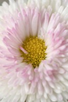 Bellis perennis  'Pomponette'  Bicolour  Double flowered daisy  March