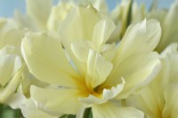 Tulipa  'Exotic Emperor'  Tulip	Syn. 'White Valley'  Fosteriana Group  April