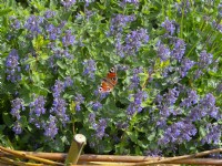 Peacock Butterfly  Inachis io feeding on Nepeta - Catmint  May Summer