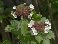 Viburnum sargentii 'Onondaga'  May Spring