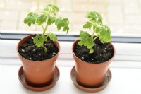 Solanum lycopersicum  'Veranda Red'  Dwarf cherry determinate tomato  Young plants in pots on windowsill  F1 Hybrid  Syn. Lycopersicon esculentum  March