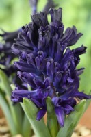 Hyacinthus orientalis	'Midnight Mystique'  Syn 'Midnight Mystic'  Hyacinth flowers starting to open  March