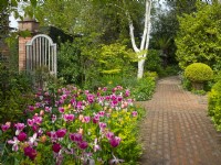 Spring border, with a mix of different tulips in various shades of pink, next to a paved brick path