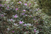 Rhododendron 'Lavender girl'