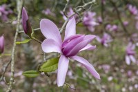 Magnolia 'Caerhays surprise'